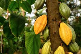 Theobroma-Cacao_1